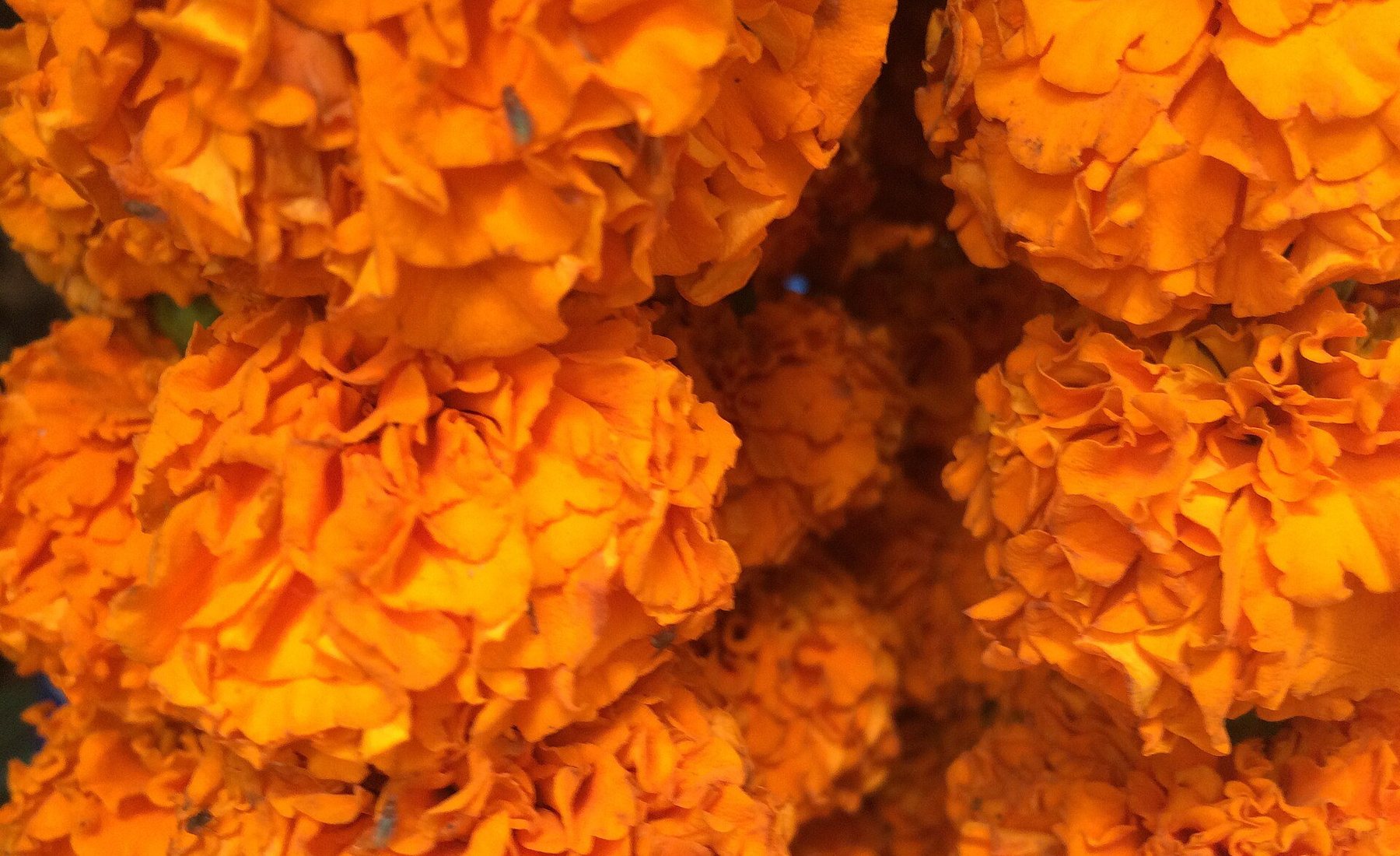 Marigold garlands stacked at an Indian flower market